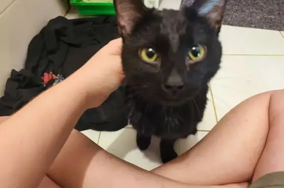 Найдена кошка, Челябинск, фото: Найдена кошка, ул. Комаровского, 8, Челябинск