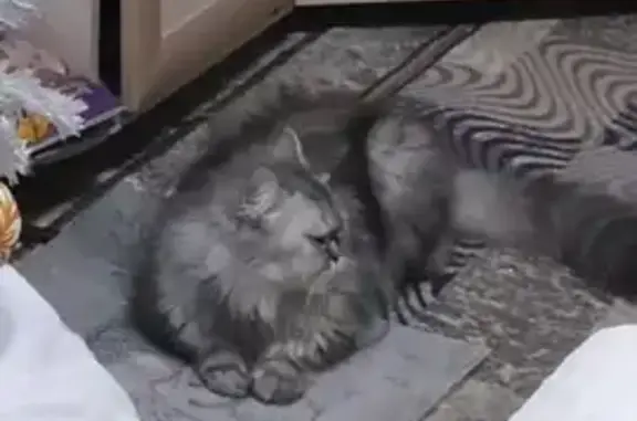 Кошки потеряшки, Нижняя Тура, фото: Потеряшка кошка, Усошина 1, Нижняя Тура