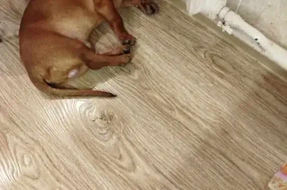 Собаки потеряшки, Тюмень, фото: Потеряшка такса, ул. Макарова, 23, Тюмень