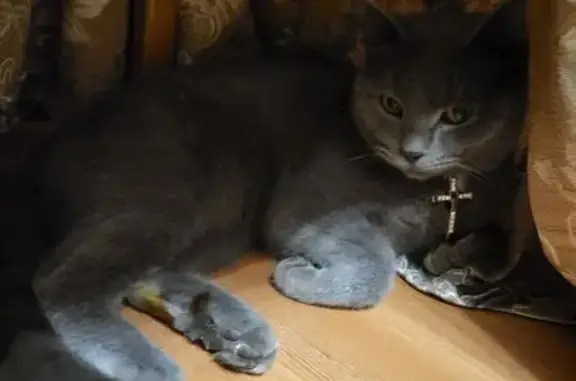 Найдена кошка, Оренбург, фото: Найдена кошка, Салмышская ул., Оренбург