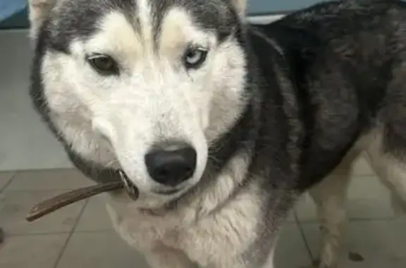 Найдена собака, Энгельс, фото: Хаски найдена: Студенческая ул., Энгельс