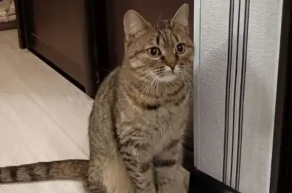 Найдена кошка, Челябинск, фото: Камышовая кошка найдена на Косарева, 8