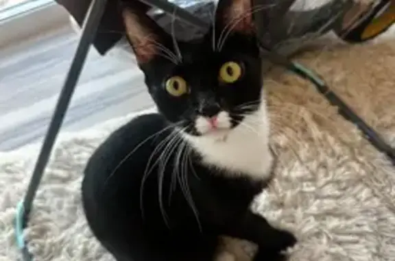 Пропала кошка, ул. Кирова 67А, Пушкино