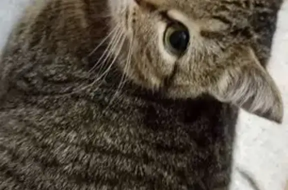 Пропала кошка на ул. Дос, Саратов