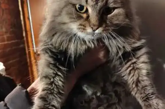 Найдена кошка, Ивдель, фото: Кошка найдена, ул. 8 Марта, 20, Ивдель