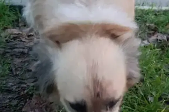 Найдена собака, Успенское, фото: Собака найдена: ул. Чечелева, 105, Успенское