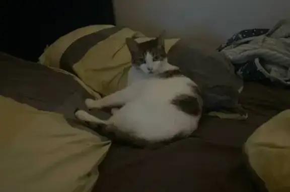 Пропала кошка, Фарфоровская ул. 32, СПб