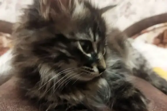 Кошки потеряшки, Елец, фото: Потеряшка кошка, Новолипецкая 13А, Елец