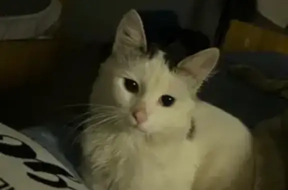 Кошки потеряшки, Михайловск, фото: Потеряшка кошка, Круглый пер., 22, Михайловск