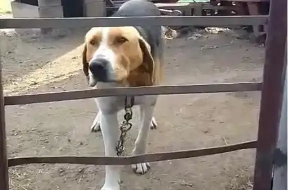 Пропала собака на Центр. ул., Буян