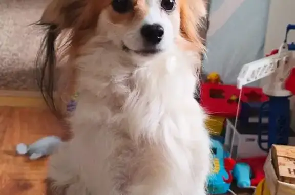 Собаки потеряшки, Бийск, фото: Потеряшка собака, Бийск, ул. Социалистическая