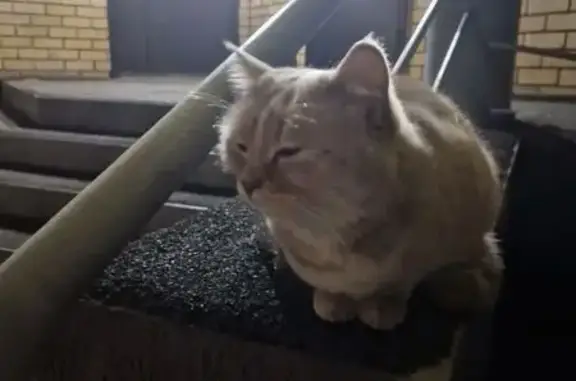 Найдена кошка, Оренбург, фото: Кошка найдена у 