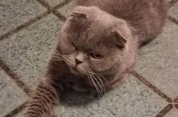 Найдена кошка, Московская область, фото: Вислоухая кошка найдена, Радищево МО