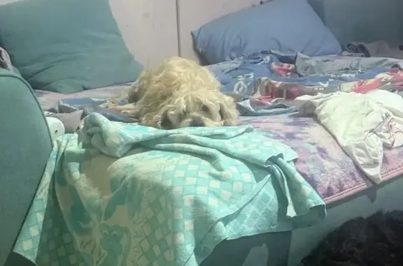 Пропала собака, 7-й Песчаный пр., Тула