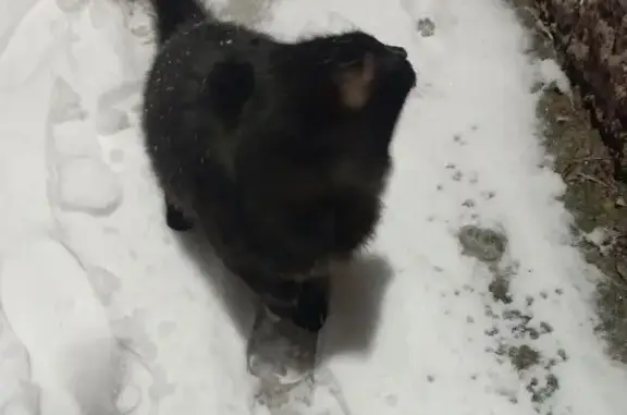 Найдена кошка, Пермь, фото: Кошка найдена: Стахановская 5, Пермь