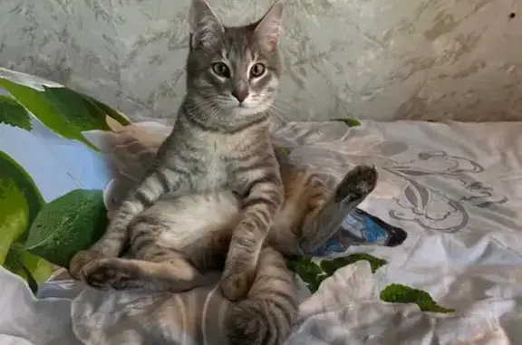 Пропал котик, ул. Мира 14, Пермь