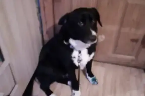 Собаки потеряшки, Осиново, фото: Потеряшка собака, Осиново, Кооперативная 26А