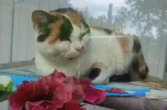 Кошки потеряшки, Решетиха, фото: Потеряшка кошка, Станционная ул., Решетиха