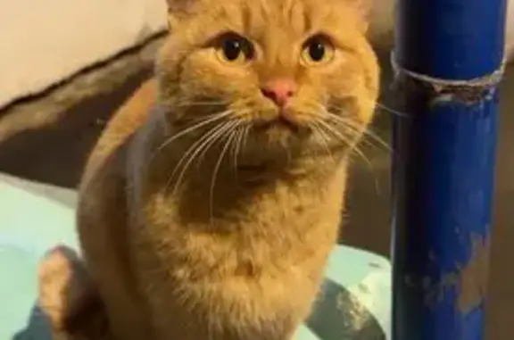 Найдена кошка, Йошкар-Ола, фото: Кошка найдена у подъездов, Панфилова 19