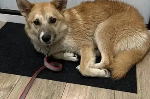 Пропала собака, Окружное шоссе, Липецк