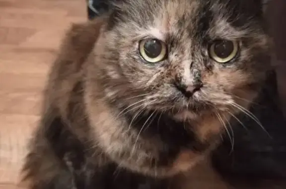 Найдена кошка, Екатеринбург, фото: Кошка найдена, Волгоградская 43, Екб