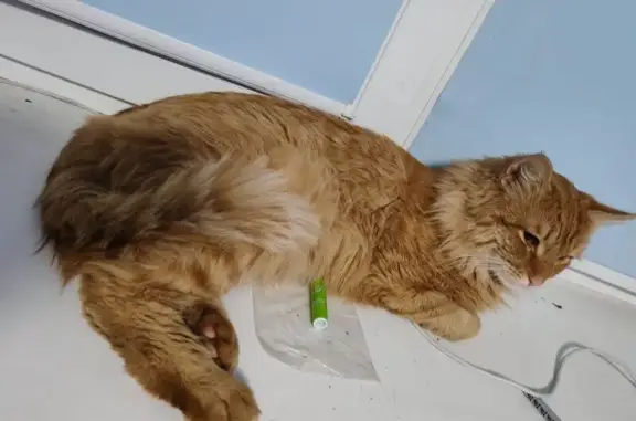 Найдена кошка, Муром, фото: Кошка найдена: Московская ул, 32, Муром