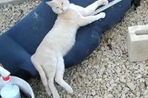 Пропала кошка, Темрюк, Ковалёва 3