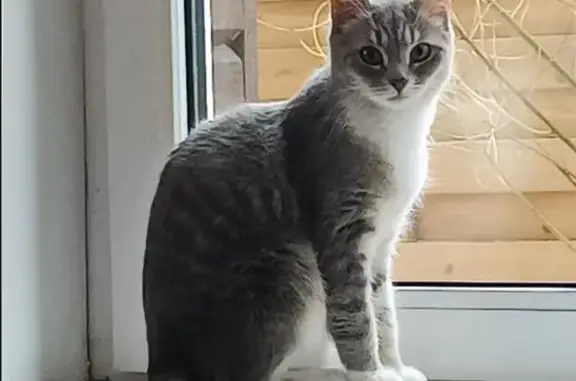 Кошки потеряшки, Вартемяги, фото: Потеряшка кошка, Вартемяги, ул. Полякова