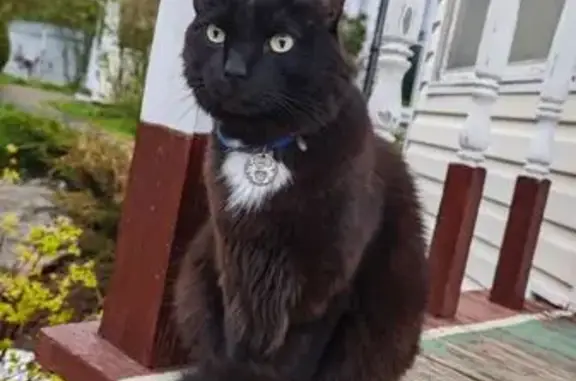 Пропала кошка, ул. Фадеева, 6, Красный Пос.