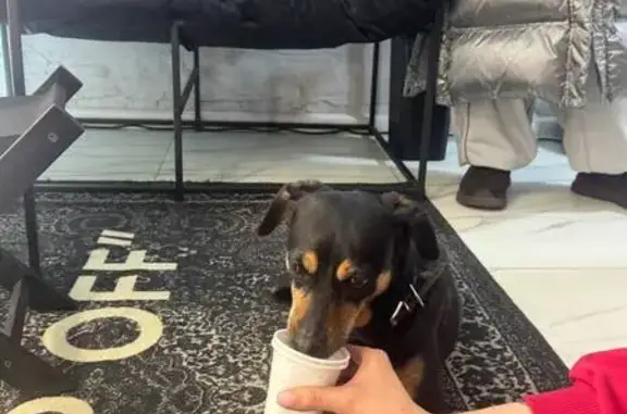 Найдена собака, Москва, фото: Собака найдена: ул. Измайловский Вал, 2