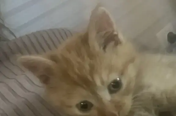 Пропала кошка, пр. Ленина 7/2, Вел. Луки