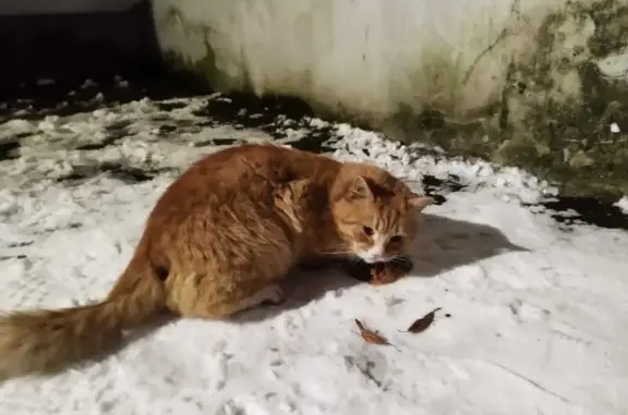 Найдена кошка, Псков, фото: Найдена кошка, ул. Труда, Псков