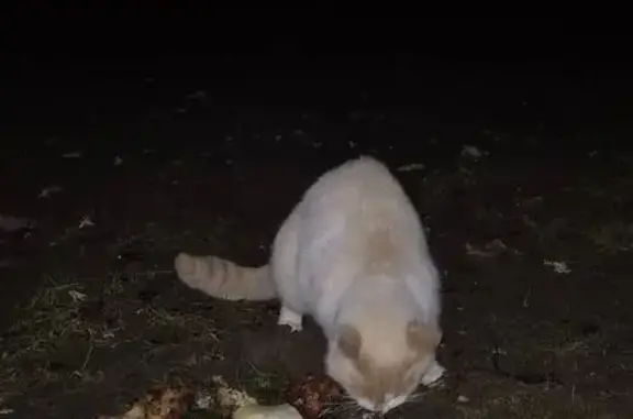 Найдена кошка, Деревня Колыхманово, фото: Кошка найдена: Лазинская дорога, Колыхманово