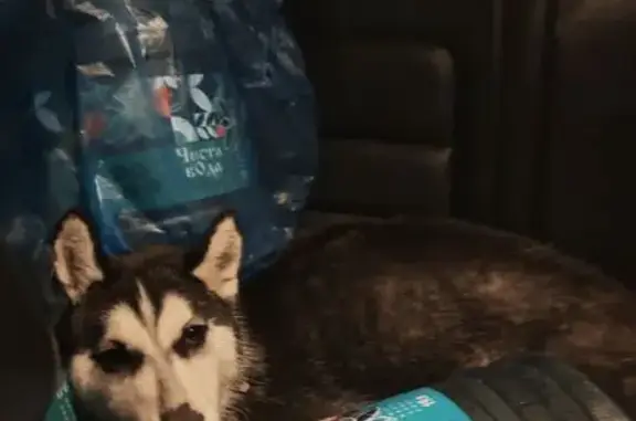 Найдена собака, Курск, фото: Собака найдена: пр. Дериглазова, 15, Курск