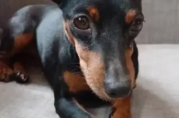 Пропала собака, Смышляевское ш., 1, Самара