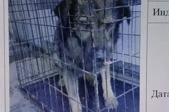 Пропала собака, п. Передовой, пер. Технический