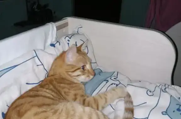 Пропала кошка, 3-й Тихорецкий пр., 10