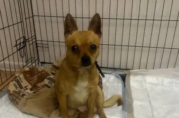 Найдена собака, Калужская область, фото: Собака найдена в Малоярославце у 