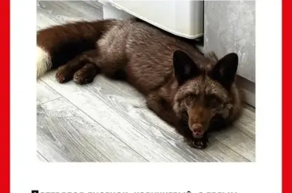 Пропал пес: белый хвост, Лоцма...