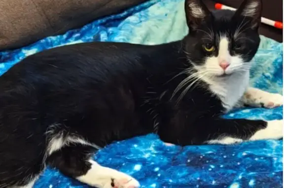 Пропала кошка, Садовая ул. 17 к2