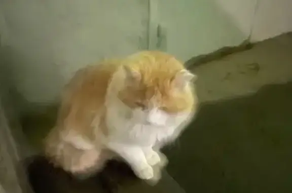Найдена кошка, Нижний Новгород, фото: Кошка найдена: Юпитерский пер., Н. Новгород