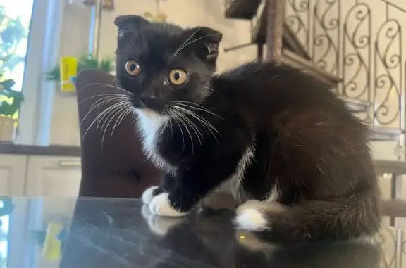 Пропала кошка, Брянск, 5 мес.