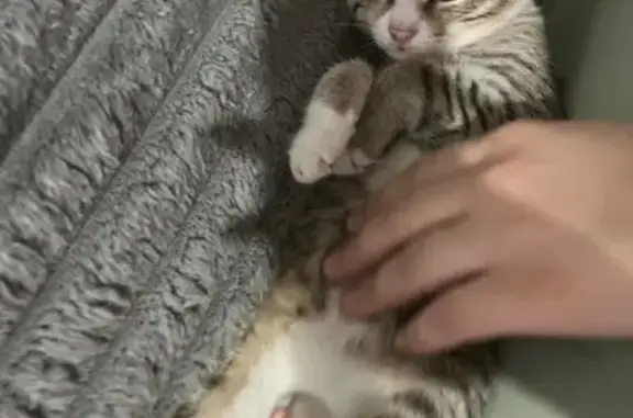 Пропала кошка на ул. Завьялова, Кудымкар