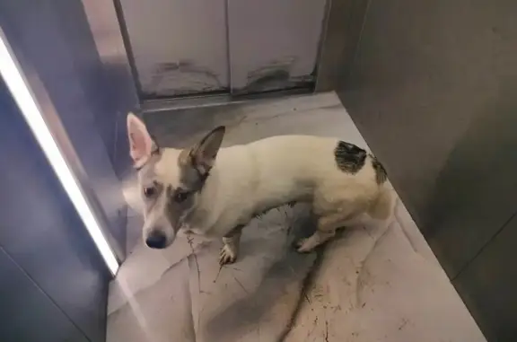 Найдена собака, Саратов, фото: Собака найдена: Пугачёва 49А, Саратов