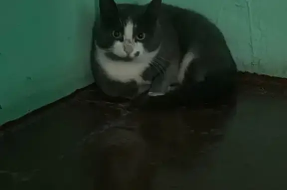 Найдена кошка, Санкт-Петербург, фото: Кошка найдена: Гражданский пр., 130 к1