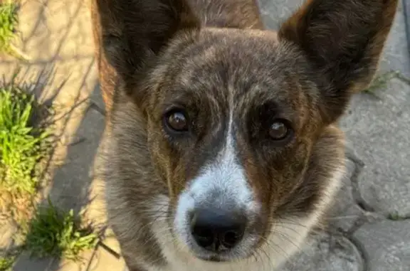 Собаки потеряшки, Нижний Новгород, фото: Потеряшка собака, Замковая ул. 29, Н. Новгород