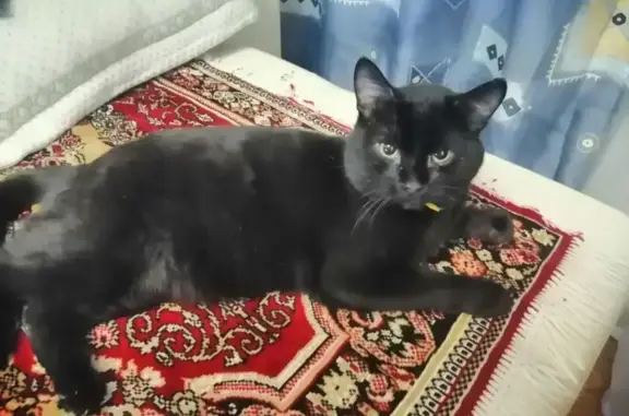 Пропала кошка, Лениногорск, Татарстан