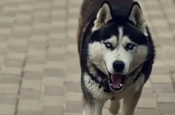 Собаки потеряшки, , фото: Потеряшка собака, МО, Раменский район