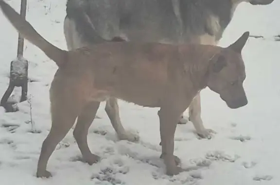 Найдена собака, Некрасовский, фото: Собака найдена: 46К-8241, Некрасовский