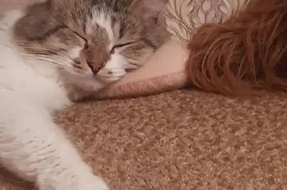 Кошки потеряшки, Сызрань, фото: Потеряшка кошка, ул. Степана Разина 26, Сызрань